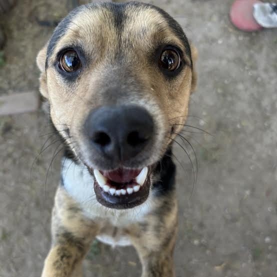 Sweety, an adoptable Parson Russell Terrier, German Shepherd Dog in Laredo, TX, 78041 | Photo Image 2