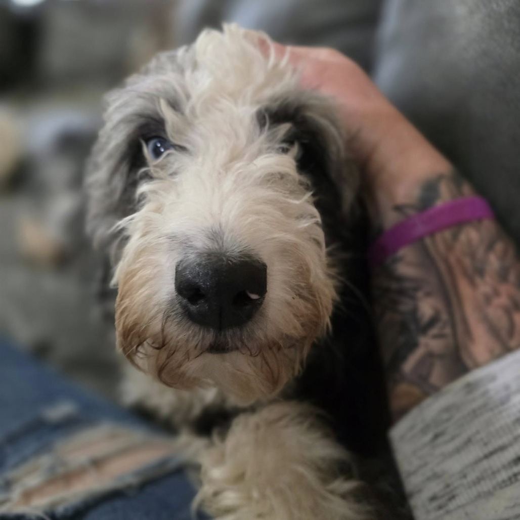 Skye