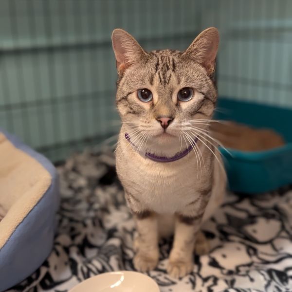 Shere Khan thumbnail 2