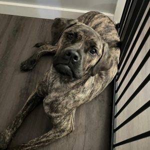 Rerun, Young Male Boxer