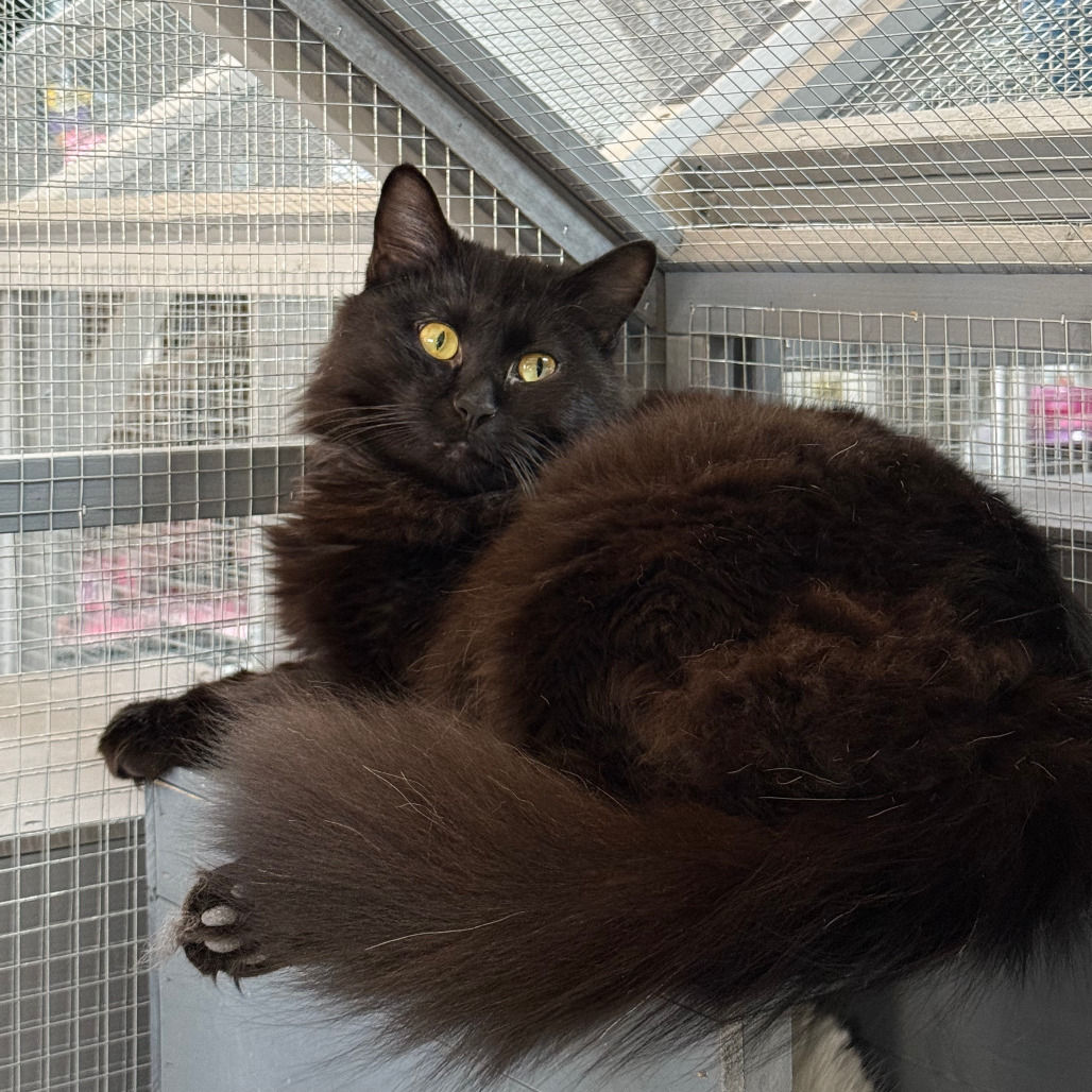 Suki, an adoptable Persian, Domestic Long Hair in Nokesville, VA, 20181 | Photo Image 1