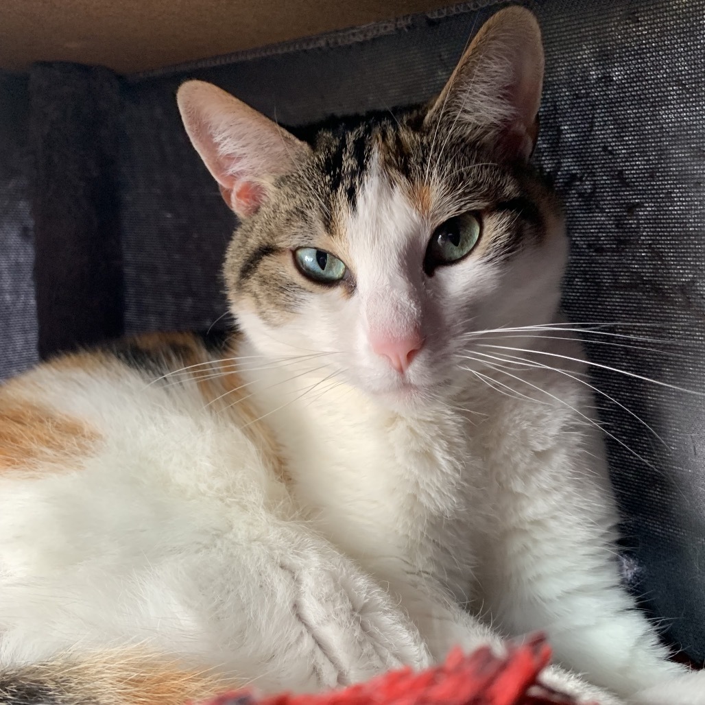 Cali, an adoptable Domestic Short Hair in Fort Bragg, CA, 95437 | Photo Image 1