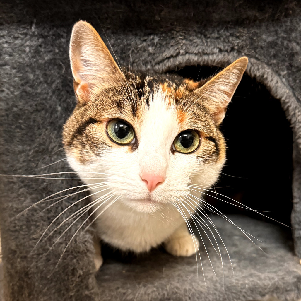 Cali, an adoptable Domestic Short Hair in Fort Bragg, CA, 95437 | Photo Image 2