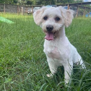 Renan is a 4-year-old 22-pound Maltese with a tender heart and a story of resilience He came to us
