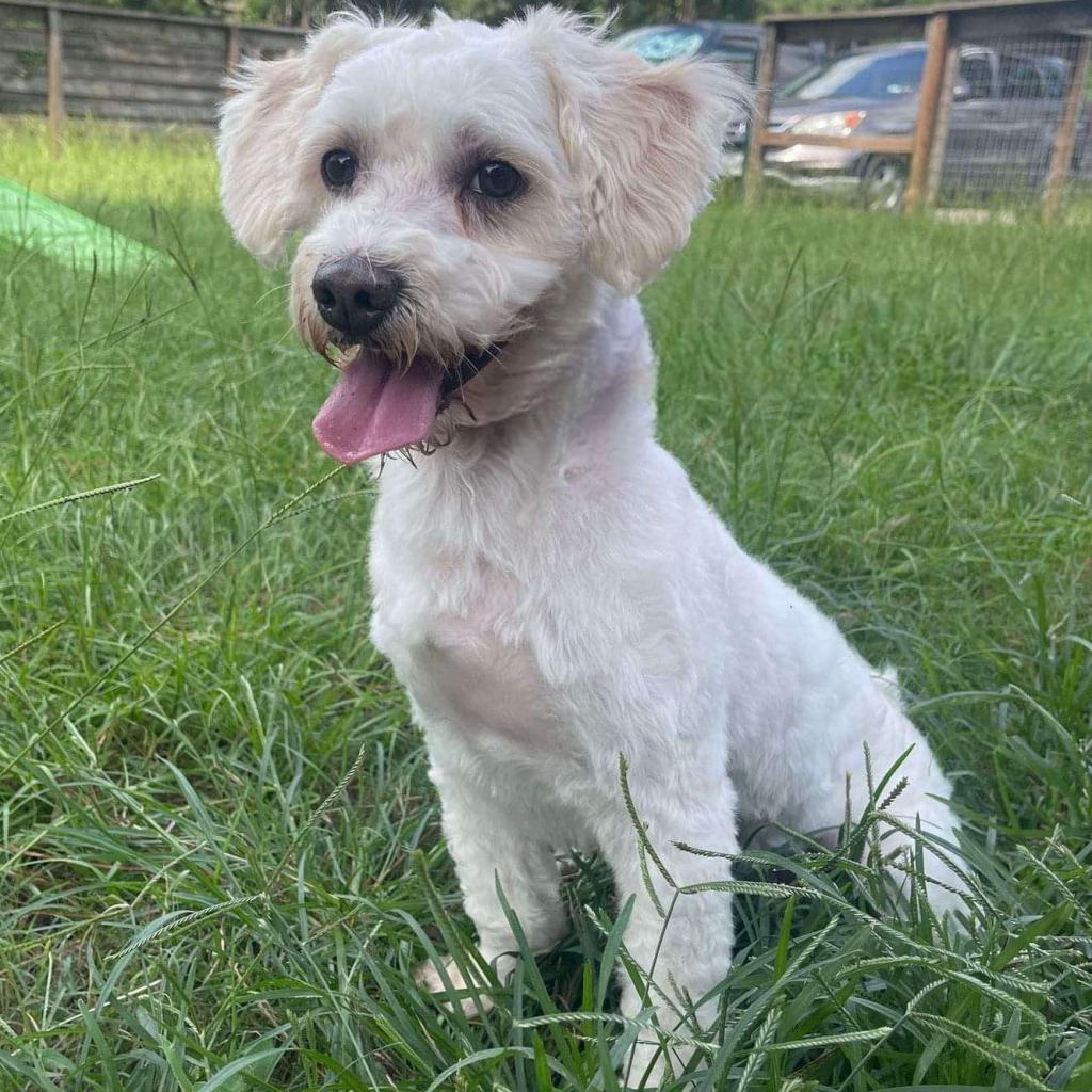 Renan, an adoptable Maltese in Houston, TX, 77006 | Photo Image 2