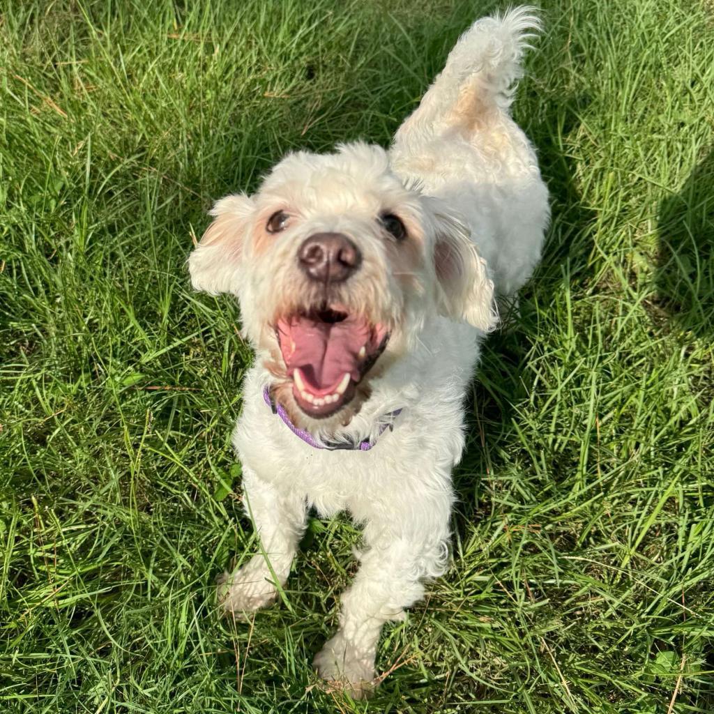 Renan, an adoptable Maltese in Houston, TX, 77006 | Photo Image 5