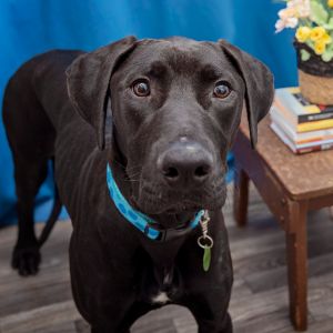 Newman is a gentle loving guy who takes a bit of time to warm up to new friends He is