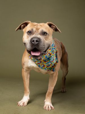 MR. TIFT Pit Bull Terrier Dog