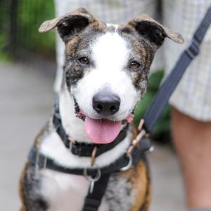 Frankie, Young Male Pit Bull Terrier