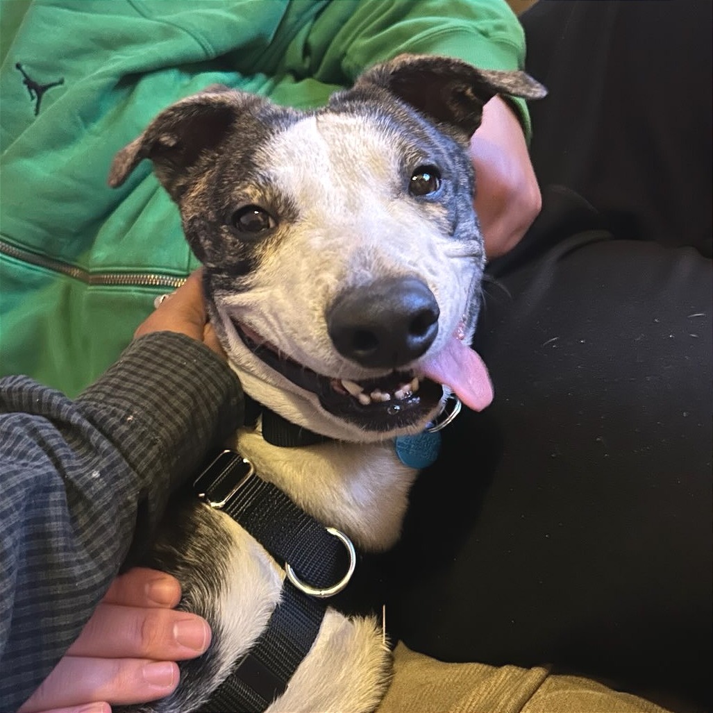 Frankie