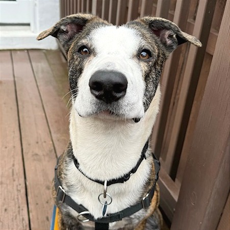 Frankie