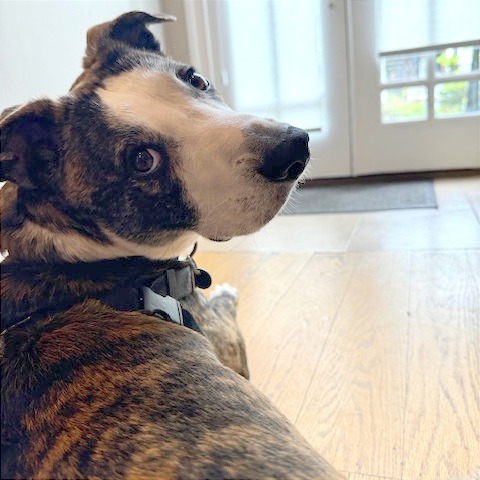 Frankie