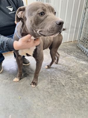 Lex, Adult Male American Bulldog