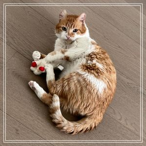 Cliff Domestic Short Hair Cat