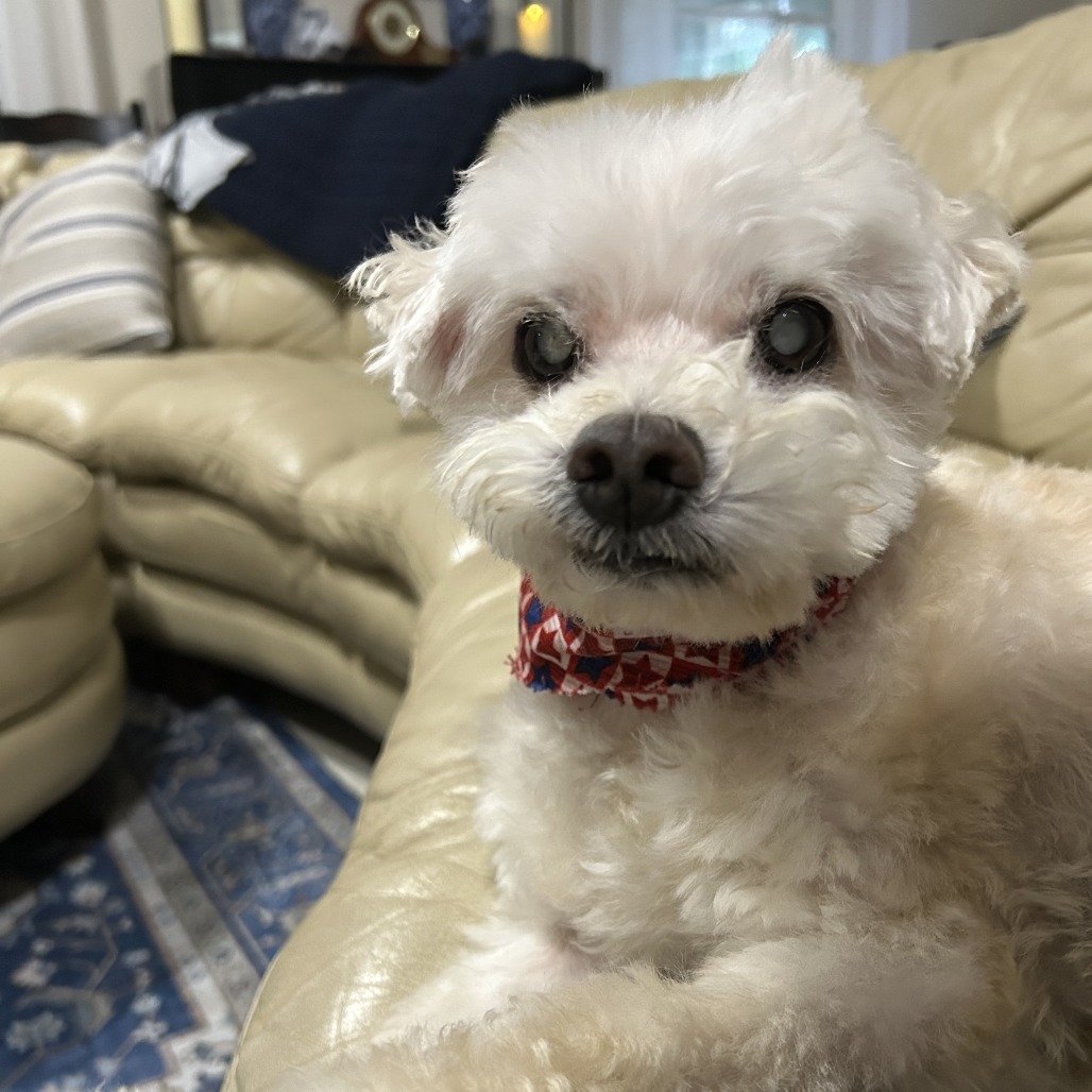 Herold, an adoptable Maltese in Freeport, FL, 32439 | Photo Image 1