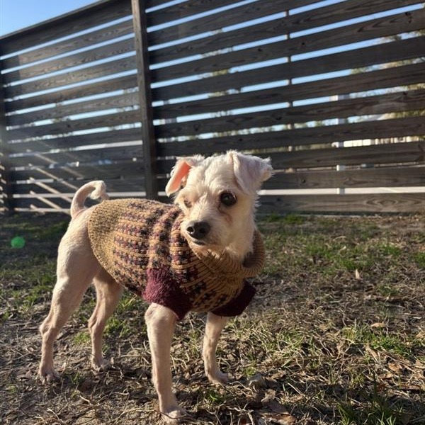 Herold, an adoptable Maltese in Freeport, FL, 32439 | Photo Image 2