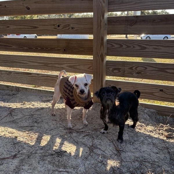 Herold, an adoptable Maltese in Freeport, FL, 32439 | Photo Image 3