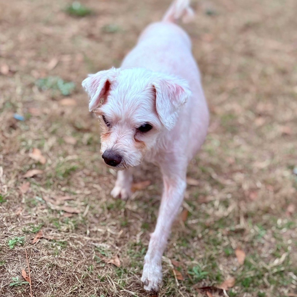 Herold, an adoptable Maltese in Freeport, FL, 32439 | Photo Image 5