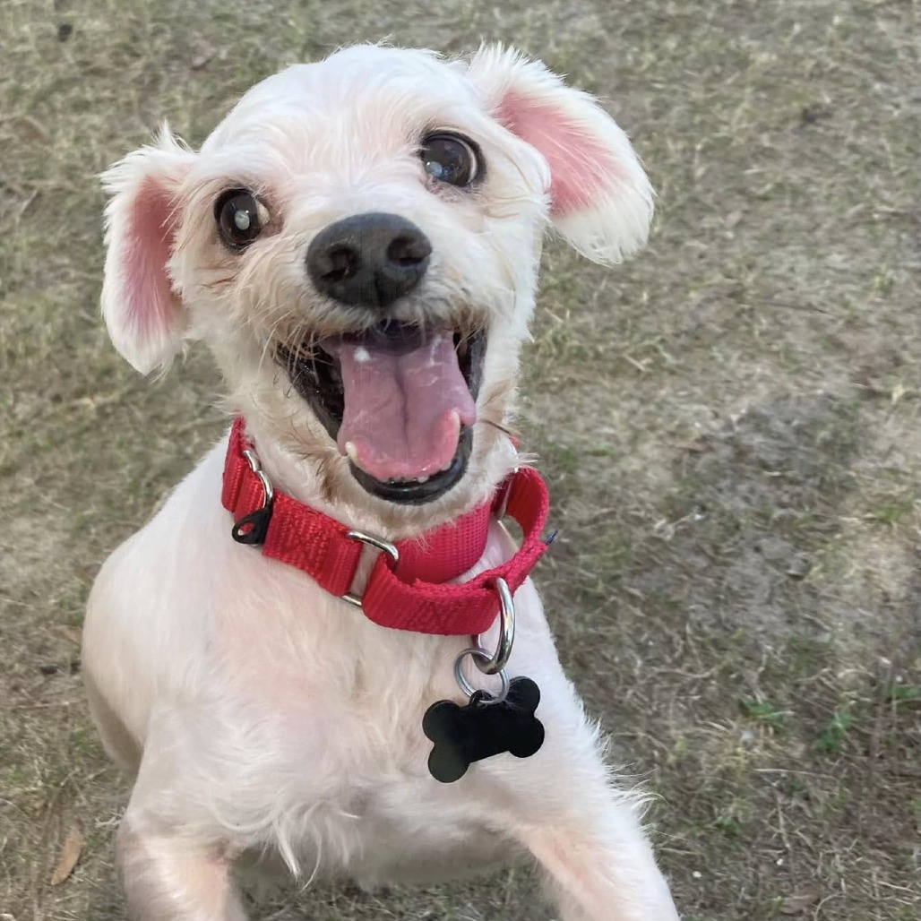 Herold, an adoptable Maltese in Freeport, FL, 32439 | Photo Image 6