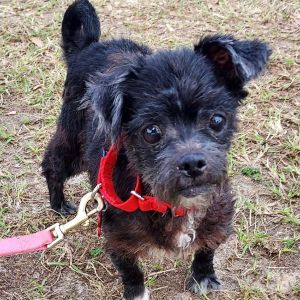 Howie, Senior Male unknown