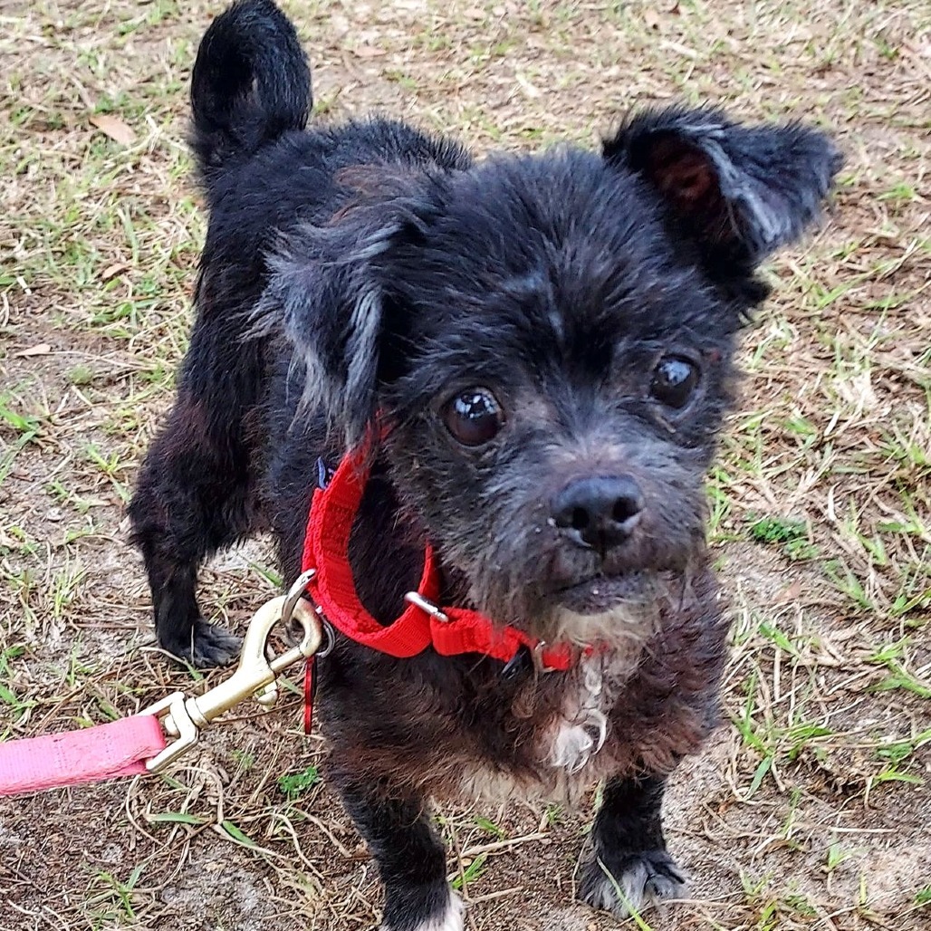 Howie, an adoptable Maltese in Freeport, FL, 32439 | Photo Image 1