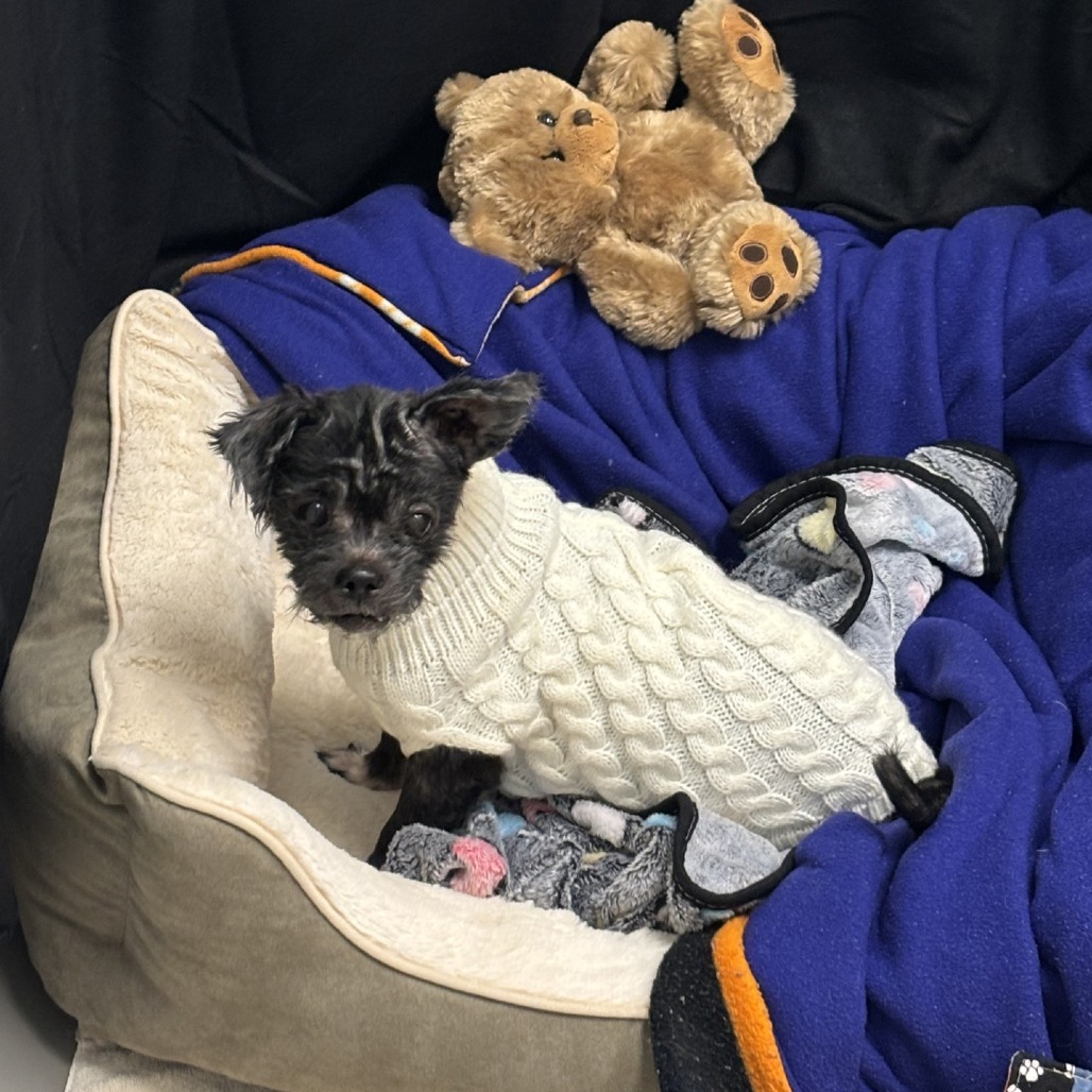 Howie, an adoptable Maltese in Freeport, FL, 32439 | Photo Image 2