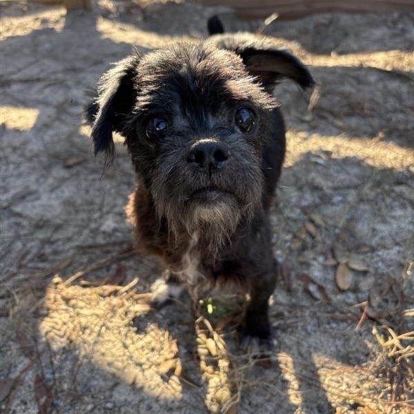 Howie, an adoptable Maltese in Freeport, FL, 32439 | Photo Image 4