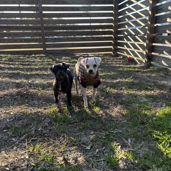 Howie, an adoptable Maltese in Freeport, FL, 32439 | Photo Image 5