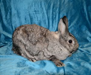 Lawson, Young Male Chinchilla