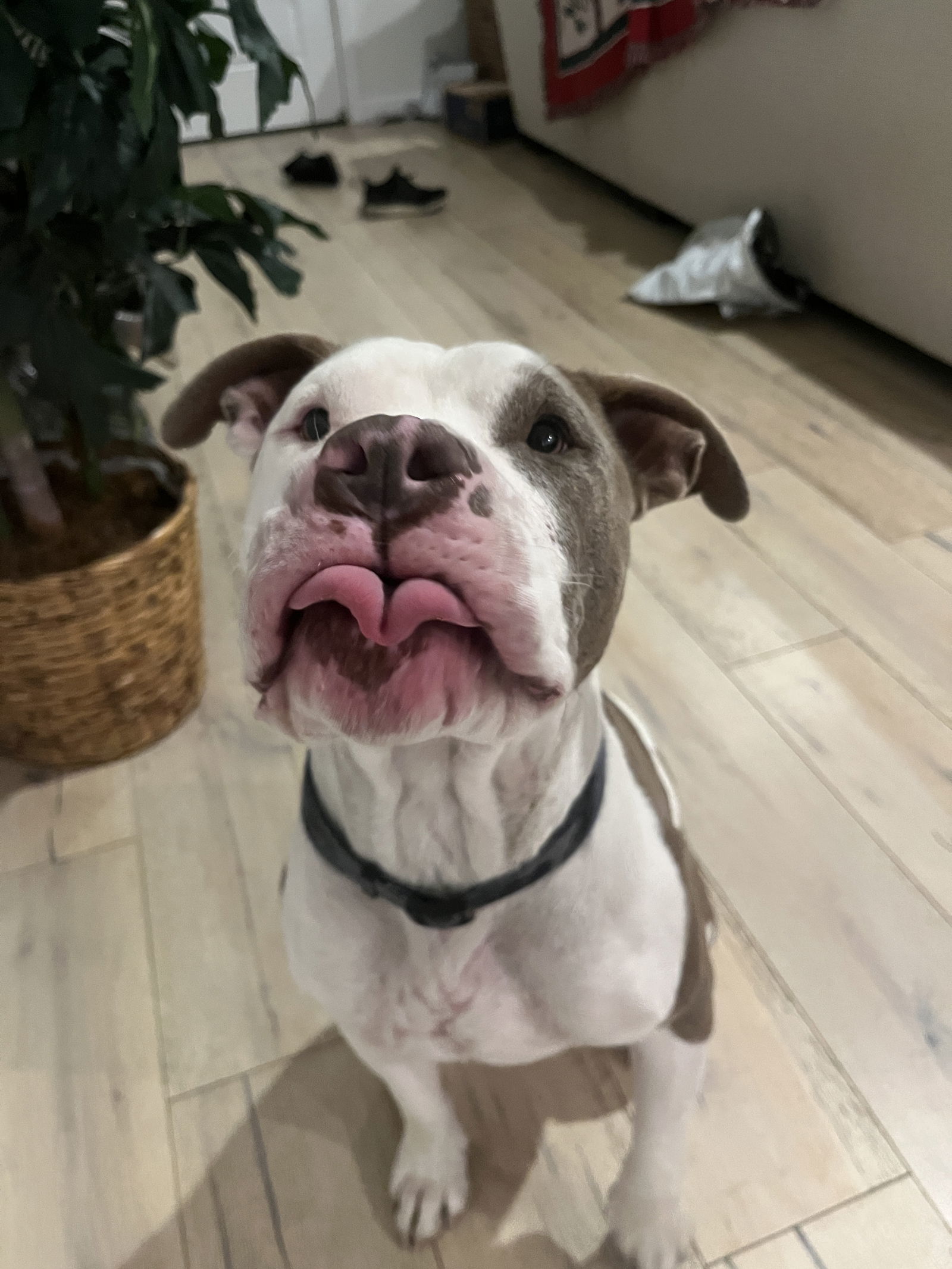 APOLLO