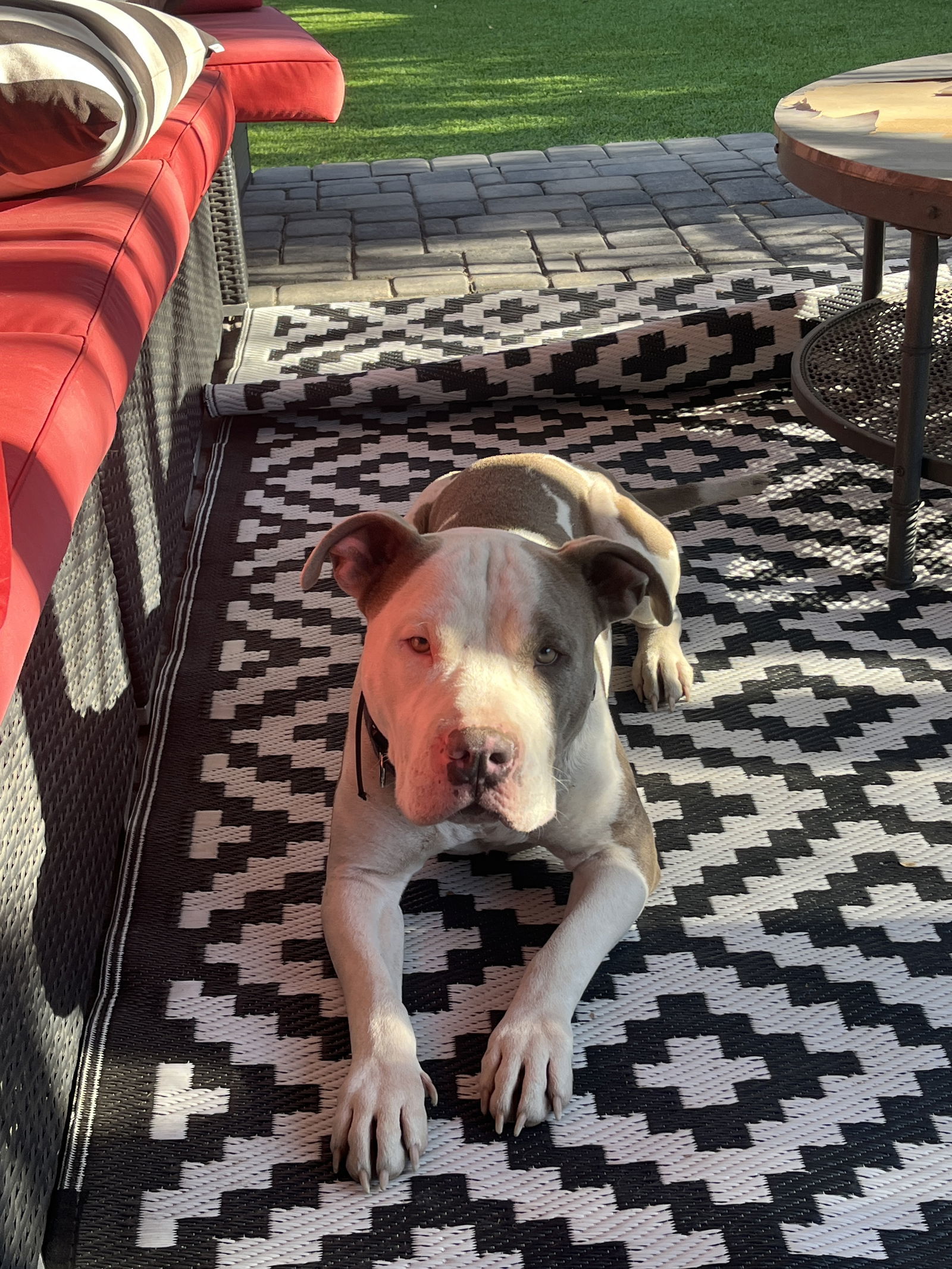 APOLLO