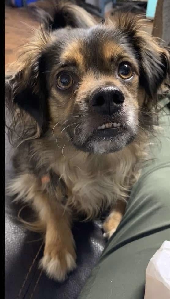 Kylo Ren, an adoptable Tibetan Spaniel, Papillon in Wasilla, AK, 99654 | Photo Image 1