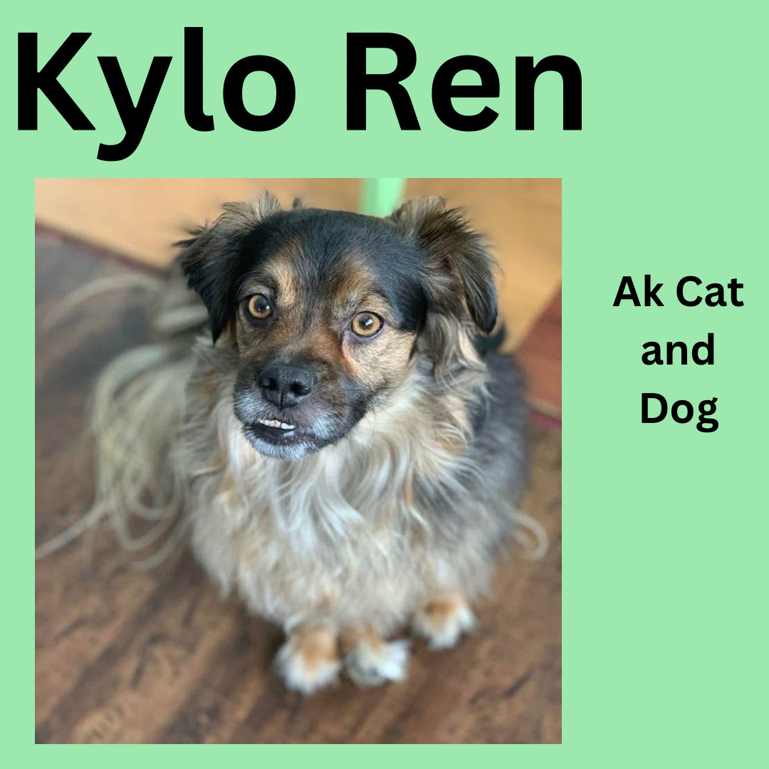 Kylo Ren, an adoptable Tibetan Spaniel, Papillon in Wasilla, AK, 99654 | Photo Image 2