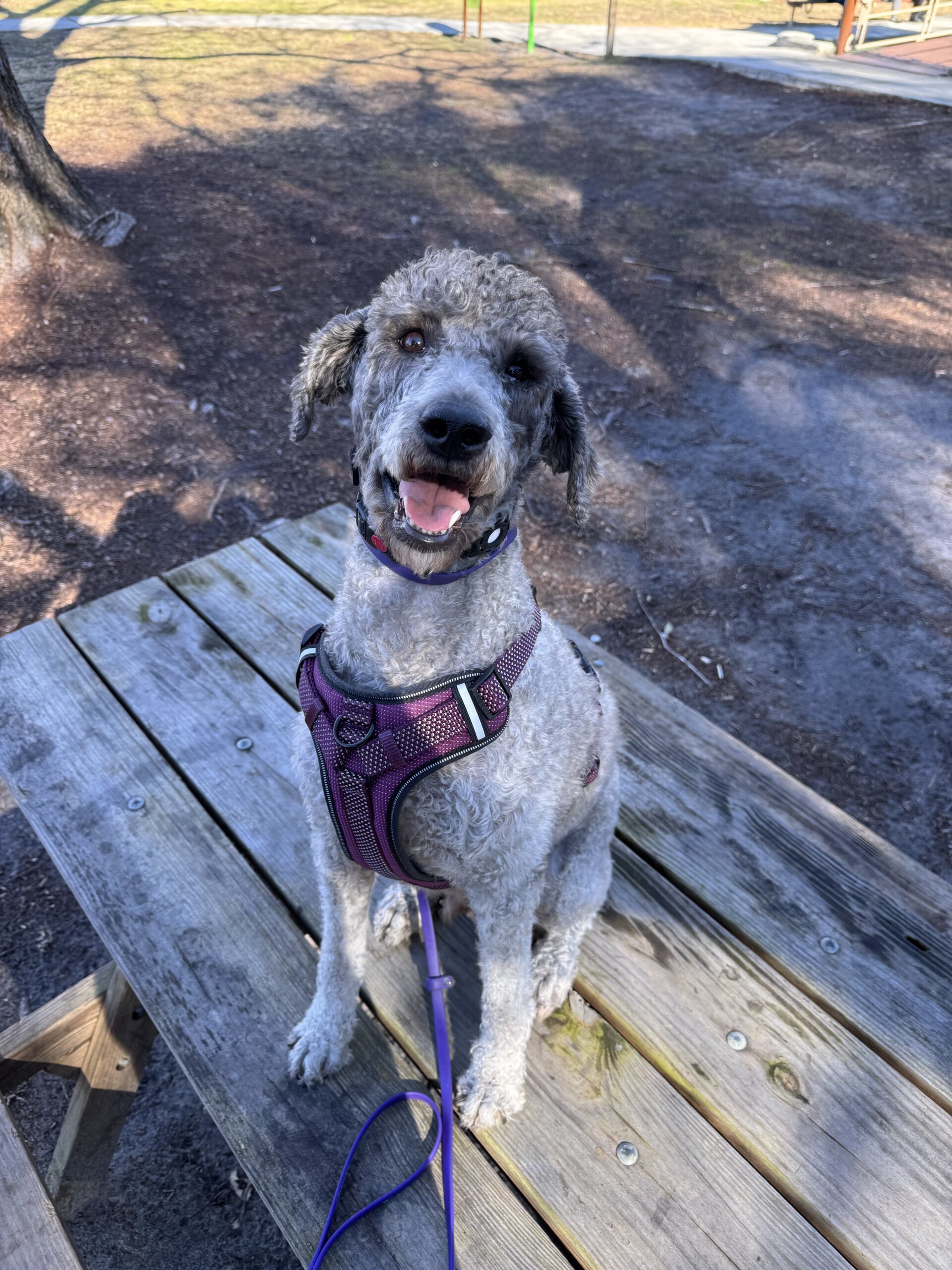 Gigi, an adoptable Goldendoodle, Mixed Breed in Jacksonville, NC, 28546 | Photo Image 1