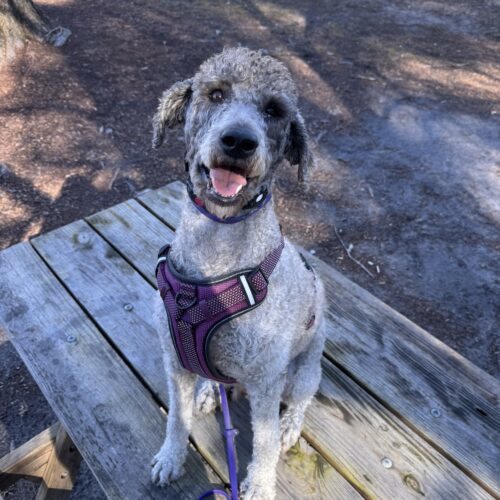 Gigi, an adoptable Goldendoodle, Mixed Breed in Jacksonville, NC, 28546 | Photo Image 3