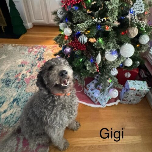 Gigi, an adoptable Goldendoodle, Mixed Breed in Jacksonville, NC, 28546 | Photo Image 5