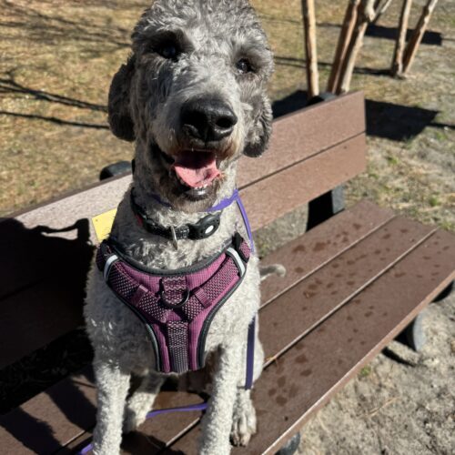 Gigi, an adoptable Goldendoodle, Mixed Breed in Jacksonville, NC, 28546 | Photo Image 6