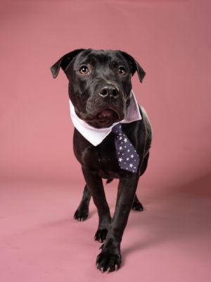 T-Rex, Young Male Mixed Breed