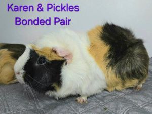 Pickles, Adult Female unknown