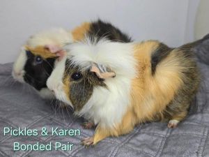 Karen, Adult Female unknown