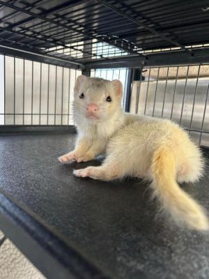 Toob, Adult Male unknown