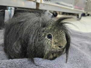 Toupee, Adult Male unknown
