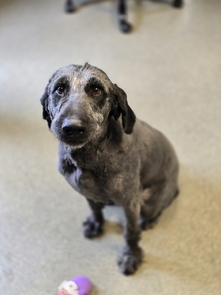 King, an adoptable Goldendoodle in Paris, KY, 40361 | Photo Image 1