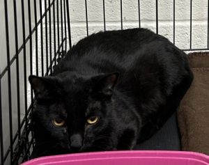 Stevie, Adult Female unknown