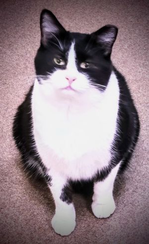 Mattie, Adult Female Domestic Short Hair