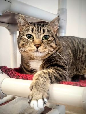 Mari, Adult Female Domestic Short Hair