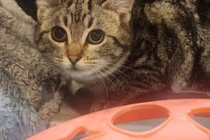 Sprite, Baby Female Domestic Short Hair