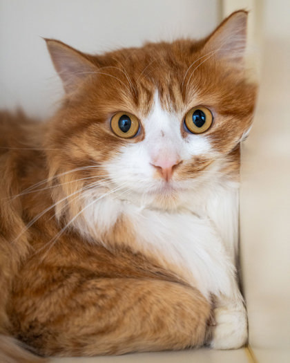 Buster, an adoptable Domestic Medium Hair, Domestic Short Hair in Pequot Lakes, MN, 56472 | Photo Image 1