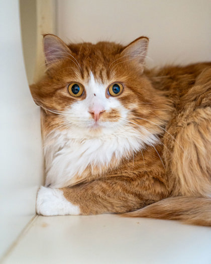Buster, an adoptable Domestic Medium Hair, Domestic Short Hair in Pequot Lakes, MN, 56472 | Photo Image 2