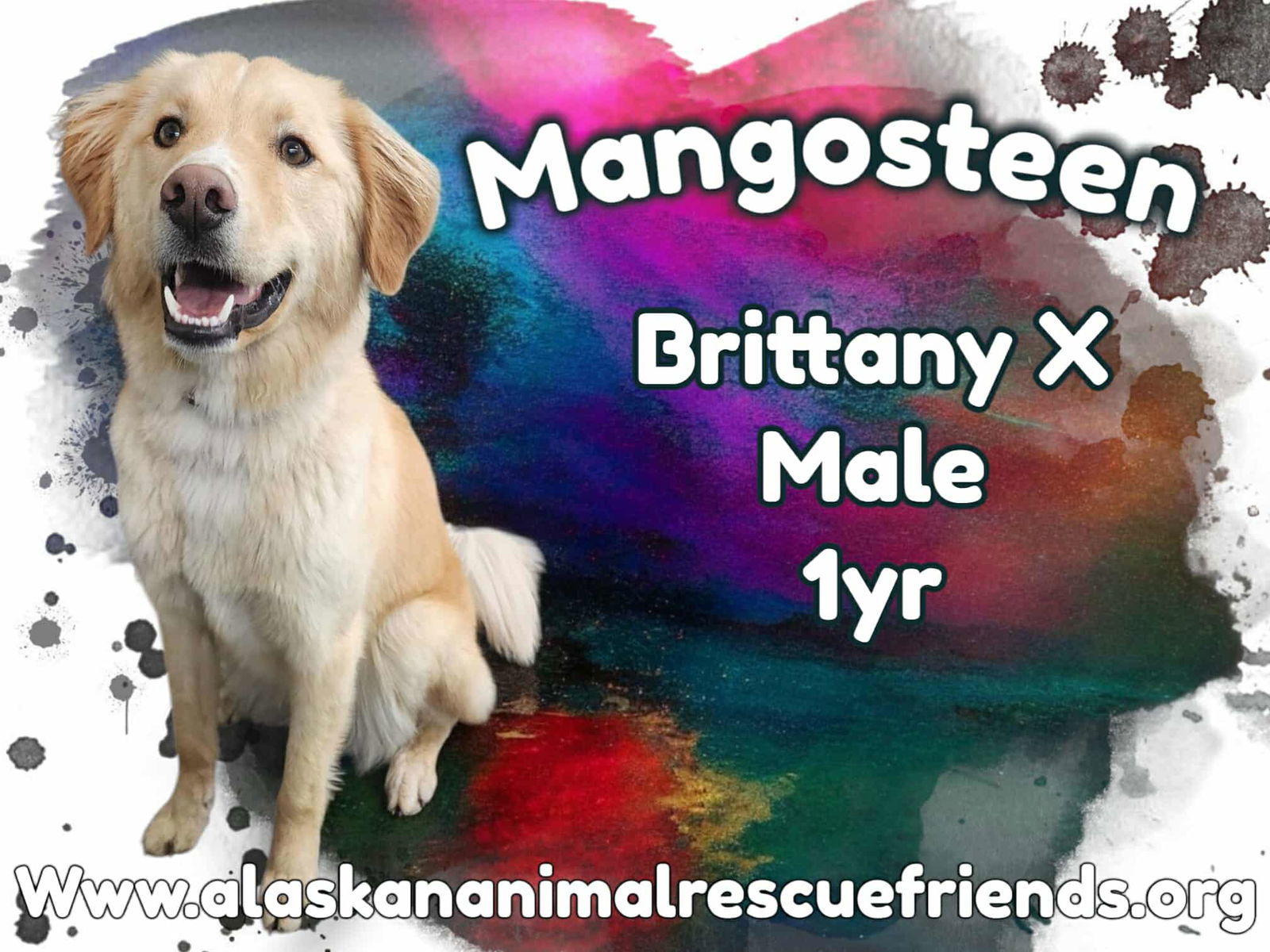 Mangosteen, an adoptable Brittany Spaniel, Labrador Retriever in Anchorage, AK, 99503 | Photo Image 1